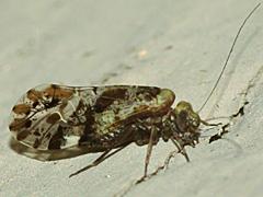 Common Barklouse